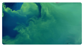 Algae