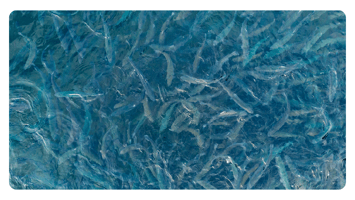 Aquaculture Smoltification