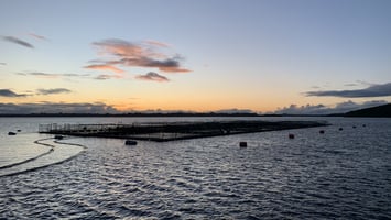 Chile Salmon Farm
