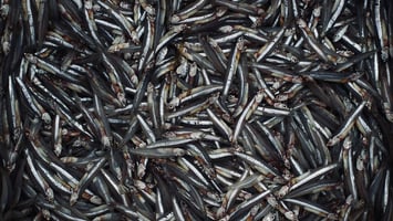 Anchovies